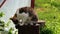 Cute tabby cat pet wash himself on wooden stump on sunlight