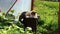 Cute tabby cat pet wash itself on wooden stump on sunlight