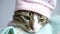 Cute Tabby Cat with a Pink Nose, White Paws, and Green Eyes Wears Clothing