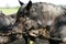 Cute tabby cat play with old horses on the corral fence