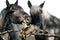 Cute tabby cat play with old horses on the corral fence