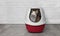 Cute tabby cat sit in a red litter box and look up