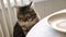 Cute tabby cat sitting on chair near the dining table with plate. Fluffy pet wants to eat. Funny animal. Hungry cat with