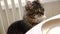 Cute tabby cat sitting on chair near the dining table with plate. Fluffy pet wants to eat. Funny animal. Hungry cat with