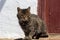 Cute tabby cat sitting in farm wooden hut house. Portrait tabby gray cat looking, sitting in wooden barn or shed. Tabby