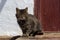 Cute tabby cat sitting in farm wooden hut house. Portrait tabby gray cat looking, sitting in wooden barn or shed. Tabby