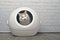 Cute tabby cat sitting in a self-cleaning litter box and looking funny at camera.