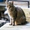 Cute tabby cat sitting on table in garden Grey tabby cat