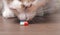 Cute tabby cat sniffs on medicine capsules.