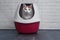 Cute tabby cat using a red, closed litter box.