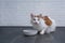 Cute tabby cat waiting for food. to be put in the bowl.