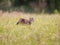 Cute tabby cat walking on the grass hard hunting in the summer