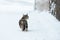 Cute tabby cat walks in the snow on a winter day