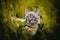 Cute tabby cat walks in the thickets of tall green grass and yellow buttercup flowers on a sunny summer day. Walking with a pet in