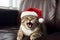 Cute tabby cat wearing santa hat meowing in living room, Christmas and pet concept. Generative AI