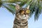 Cute tabby cat wearing sunglasses and sky with palms on background