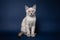 Cute tabby colorpoint kitten. Dark blue background