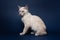 Cute tabby colorpoint kitten. Dark blue background