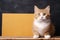 Cute tabby feline showcases charm alongside a blank whiteboard backdrop