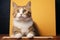 Cute tabby feline showcases charm alongside a blank whiteboard backdrop