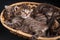 Cute tabby kitten in a basket with other sleeping kittens