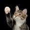 Cute Tabby Kitten on Black Background