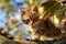 Cute tabby kitten climbs on branches of a tree