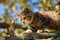 Cute tabby kitten climbs on branches of a tree