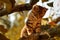 Cute tabby kitten climbs on branches of a tree