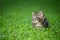 Cute tabby kitten in the grass