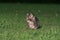 Cute tabby kitten in the grass