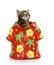 Cute tabby kitten in Hawaiian shirt