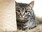 Cute tabby kitten hiding behind scratching post