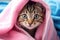 Cute tabby kitten hiding under pink blanket. Animal theme, Cute tabby cat wrapped in pink towel with blue eyes, AI Generated