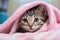 Cute tabby kitten hiding under a pink blanket at home, Cute tabby cat wrapped in pink towel with blue eyes, AI Generated