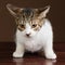 A cute tabby kitten looking down on hardwood floor.