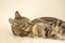 Cute tabby kitten lying on a sheepskin rug and playing with a toy