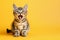 Cute tabby kitten is meowing on a yellow background with copy space for text.
