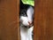 Cute tabby kitten peeking from behind wooden fence