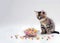 Cute tabby kitten sitting near the bowl of pet food. AI generated