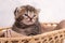 Cute tabby kitten with sleepy eyes in a basket close- up