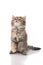 Cute tabby kitten standing with hind legs and licking lips