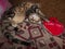 Cute tabby kitten with teddy red heart