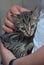 Cute tabby kitten three months old in hands