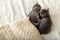 Cute tabby kittens are lying on a white plaid near Bunch of knitted warm sweaters folded in stack. Newborn kitten, Baby cat,