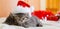 Cute tabby kittens sleeping together in christmas hat. Santa Claus hat on pretty Baby cat. Christmas cats. Kids animal concept.