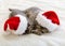 Cute tabby kittens sleeping together in christmas hats. Santa Claus hats on pretty Baby cat.Christmas cats. Kids animal kitty and