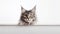 Cute tabby Maine coon kitten sitting on white background