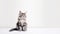Cute tabby Maine coon kitten sitting on white background