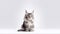 Cute tabby Maine coon kitten sitting on white background